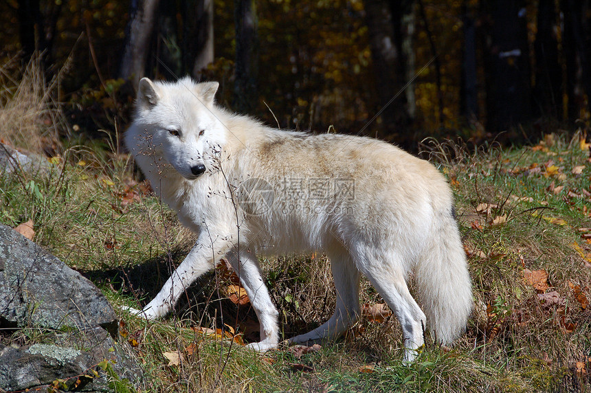 北极野狼苔原森林毛皮白色捕食者狼疮荒野野生动物犬类哺乳动物图片