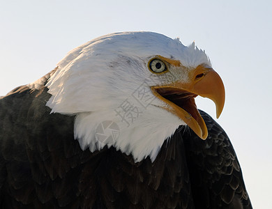 秃鹰白色猎物捕食者黄色野生动物鸟类动物群图片