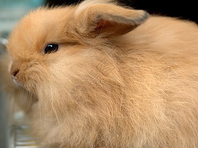 兔子兔生物批判性溺爱包子小动物动物群动物园宠物野兽寡毛类图片