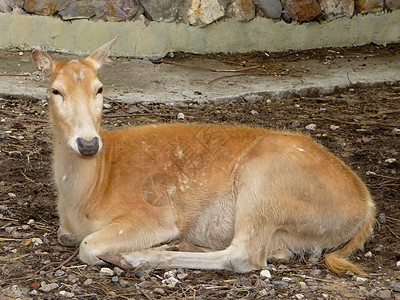 Doe鹿动物动物园羚羊动物群橙子地面森林荒野哺乳动物野生动物图片