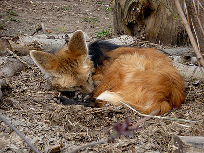 沉睡狐荒野动物毛皮动物园森林休息红色动物群孤独捕食者图片