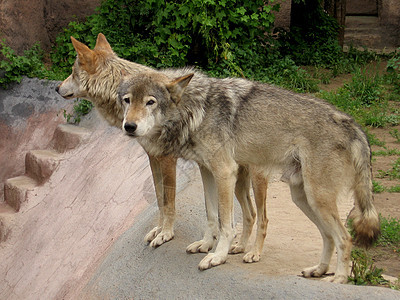 两只狼捕食者动物群哺乳动物晴天灰色动物森林野生动物动物园图片
