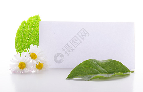 空白白纸花朵白色卡片环境绿色床单礼物树叶雏菊生态图片