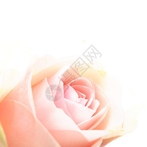 明亮粉红玫瑰叶子周年绿色花束庆典季节浪漫热情新娘花园图片