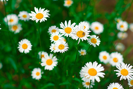 白的 黄的宏观黄色花瓣花园场地白色草地绿色雏菊生长图片