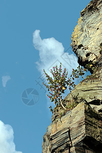 悬崖树岩石斗争旅行石头边缘生活木头花朵海岸线爬坡图片