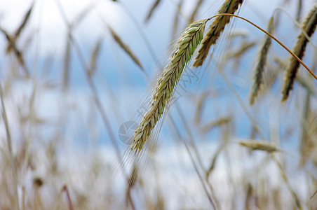 金金小麦稻草金子生产季节植物种子晴天耳朵大麦玉米图片