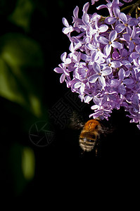 b 大黄蜂花园翅膀宏观紫色紫丁香灰尘昆虫蜂蜜植物花瓣图片