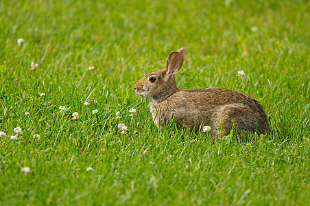 野兔毛皮眼睛三叶草兔子绿色耳朵荒野动物晴天图片