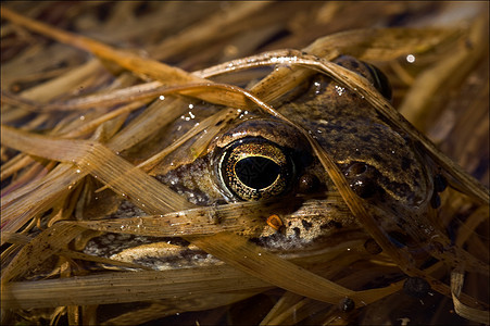 普通的青蛙 藏在草地里图片