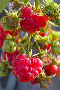 树莓草莓甜点种植宏观食物营养覆盆子水果图片
