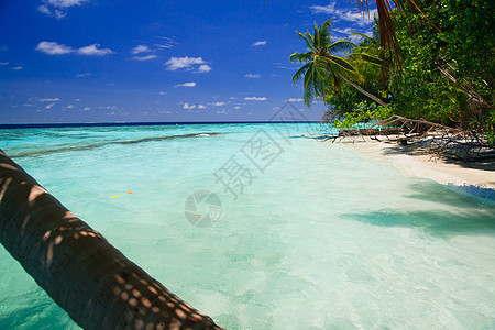 马尔代夫的热带天堂气候棕榈假期美丽海景旅行海洋阳光游客太阳图片