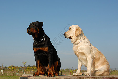 2只婴儿狗动物警卫宠物猎犬家庭伴侣朋友们糖蜜朋友图片