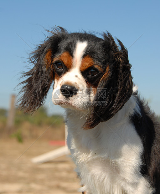 骑兵骑士王查尔斯宠物猎犬犬类动物图片