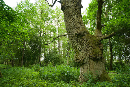老橡树绿色荒野木头森林树干苔藓植物图片