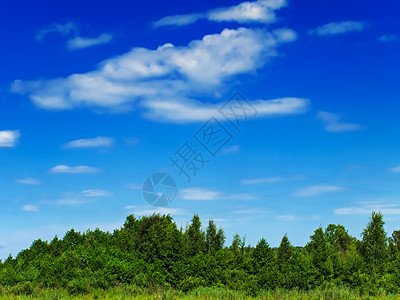 夏季风景地平线场景季节土地花朵生长木头天空场地草地图片