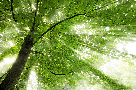 太阳光束太阳光线阳光森林射线荒野树木分支机构木头辐射薄雾图片