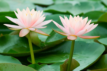 粉水百合树叶花园季节水池植物群荷花热带美丽情调异国图片