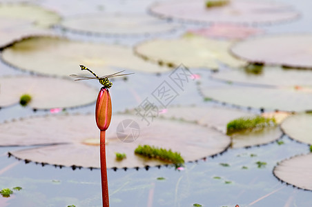 飞在萌芽上花园情调树叶蜻蜓反射公园野生动物美丽池塘翅膀图片