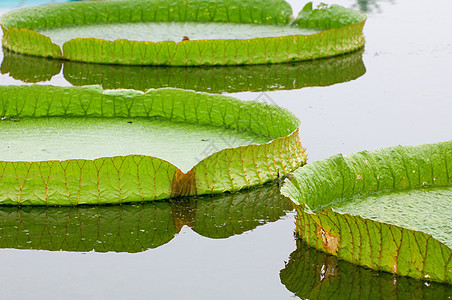 荷叶水池植物植物群花园美丽百合情调公园花瓣图片