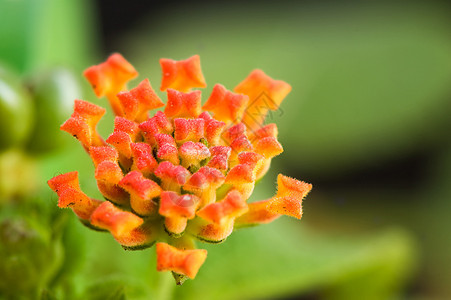 兰塔纳过敏杂草花瓣野生动物情调植物群异国叶子花园植物图片