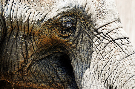 大象象牙食草动物园濒危皱纹力量白色树干耳朵婴儿图片