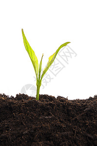 增长投资植物生态叶子种子白色绿色居住农业生长背景图片