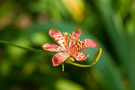 红色兰花植物芦荟草本植物热带花瓣雌蕊兜兰紫色园艺繁荣图片