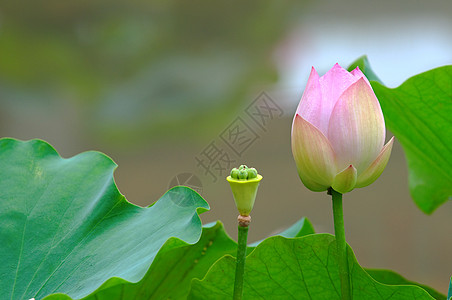 Lotus(bud)和种子头图片