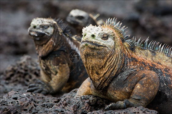 海洋蜥蜴的外形 3皮肤艺术怪物鬣蜥动物热带鸡冠花岩石野生动物爬虫图片