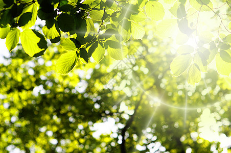 树叶和复制空间花园公园绿色环境晴天背景框架太阳生态森林图片