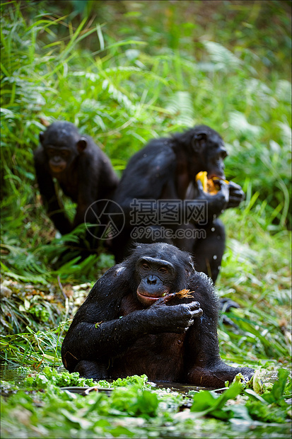 黑猩猩波诺博图片