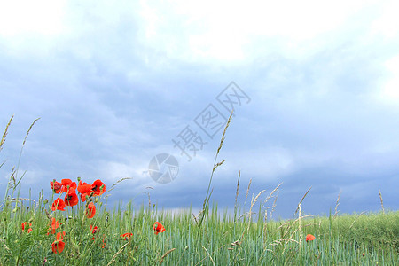 Wolken über Mohn (德国)图片