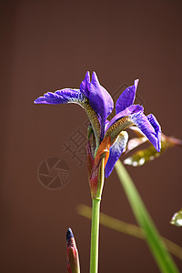 紫色 Iris植物群花瓣植物芙蓉生长树叶鸢尾花叶子图片