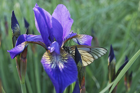 虹和蝴蝶紫色绿色翅膀昆虫紫丁香花坛白色阳光季节花园图片