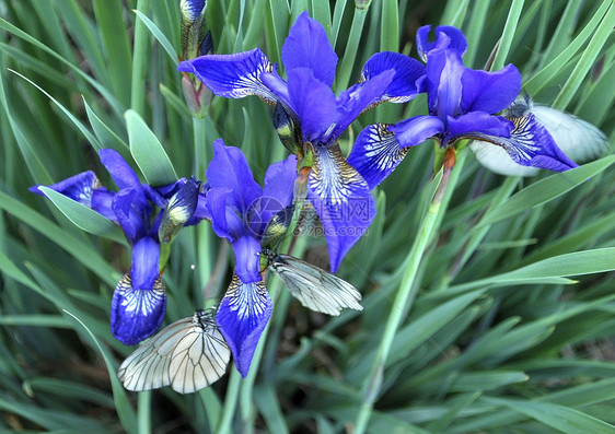 虹和蝴蝶旗帜白色花园阳光床单鸢尾花团体紫色翅膀花坛图片