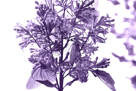 和蝴蝶白色紫色山楂季节昆虫鲜花背景图片