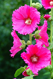 胡合一粉色绿色植物花萼花园花瓣绿色叶子植物图片
