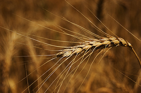 一个小麦玉米图片