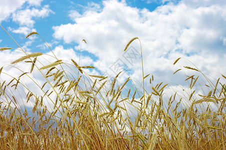 金金小麦收成农田棕褐色粮食蓝色植物国家生产大麦耳朵图片
