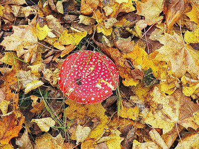 红蘑菇阴影毒菌魔法毒蝇精神菌类天气森林共生体生态图片