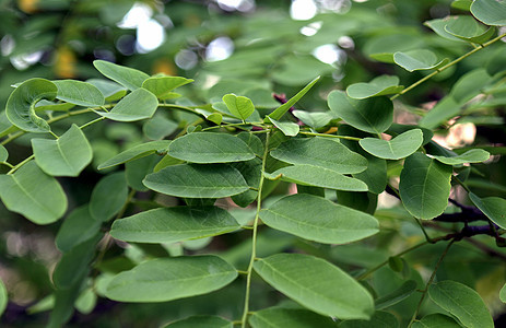 树叶植物植被绿色背景图片