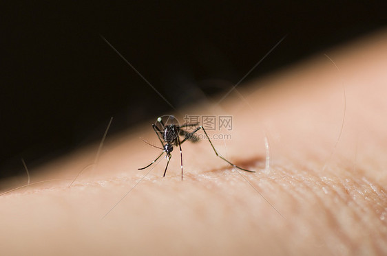 亚洲老虎蚊或森林日蚊吮吸生物祸根害虫爪子寄生虫漏洞药品宏观伊蚊图片