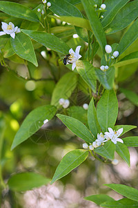 由蜜蜂授粉的橙树花叶子蜂蜜季节衬套花粉花瓣草地橙子太阳农场图片