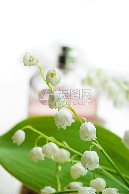 丽丽的华利气味香味宏观白色粉色香水花瓣百合瓶子图片