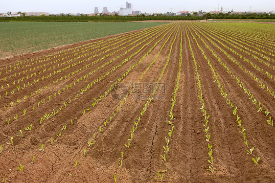 红阴暗土壤上的婴儿生菜芽农场温室蔬菜营养沙拉豆芽生长维生素饮食场地图片