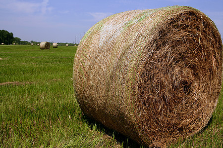 金草海巴勒斯在美国乡村地区玉米食物植物土地农村收成粮食蓝色小麦国家图片