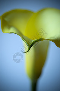 黄色调来量a花瓣香味奢华蓝色百合女性热情植物压痛投标图片