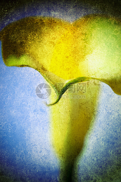 黄色调来量a百合电子明信片植物女性古董蓝色花瓣艺术标签图片