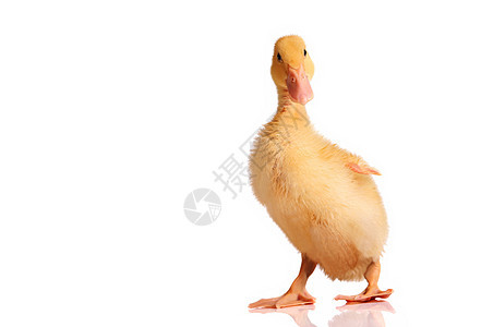 一只年轻的黄鸭橙子动物羽毛鸭子家禽账单蹼状黄色白色小鸭子图片